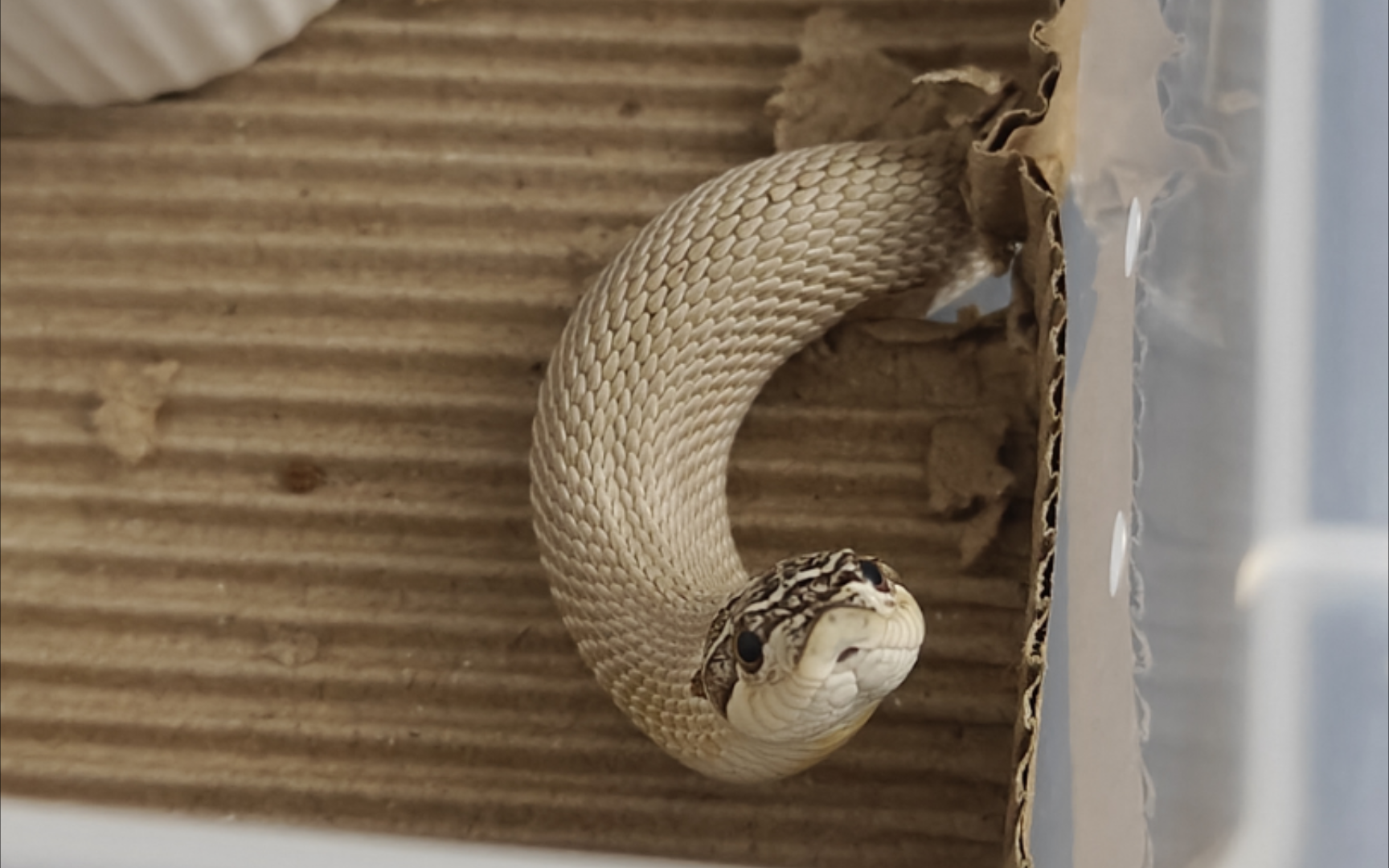 【猪鼻蛇】越狱能力属实第一