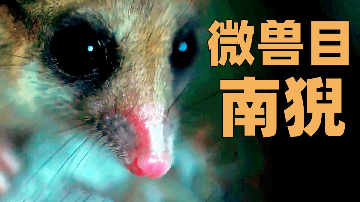 地球OL绝版生物!微兽目唯一幸存者南猊-代鸿Project-代鸿Project-哔哩哔哩视频