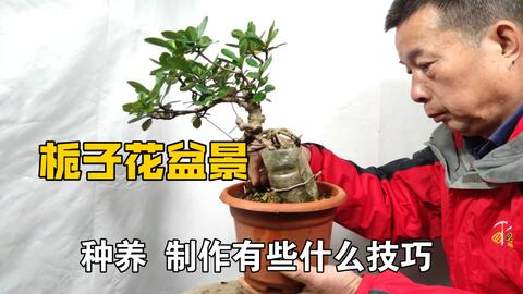 玩好栀子花盆景有些什么技巧 哔哩哔哩 Bilibili