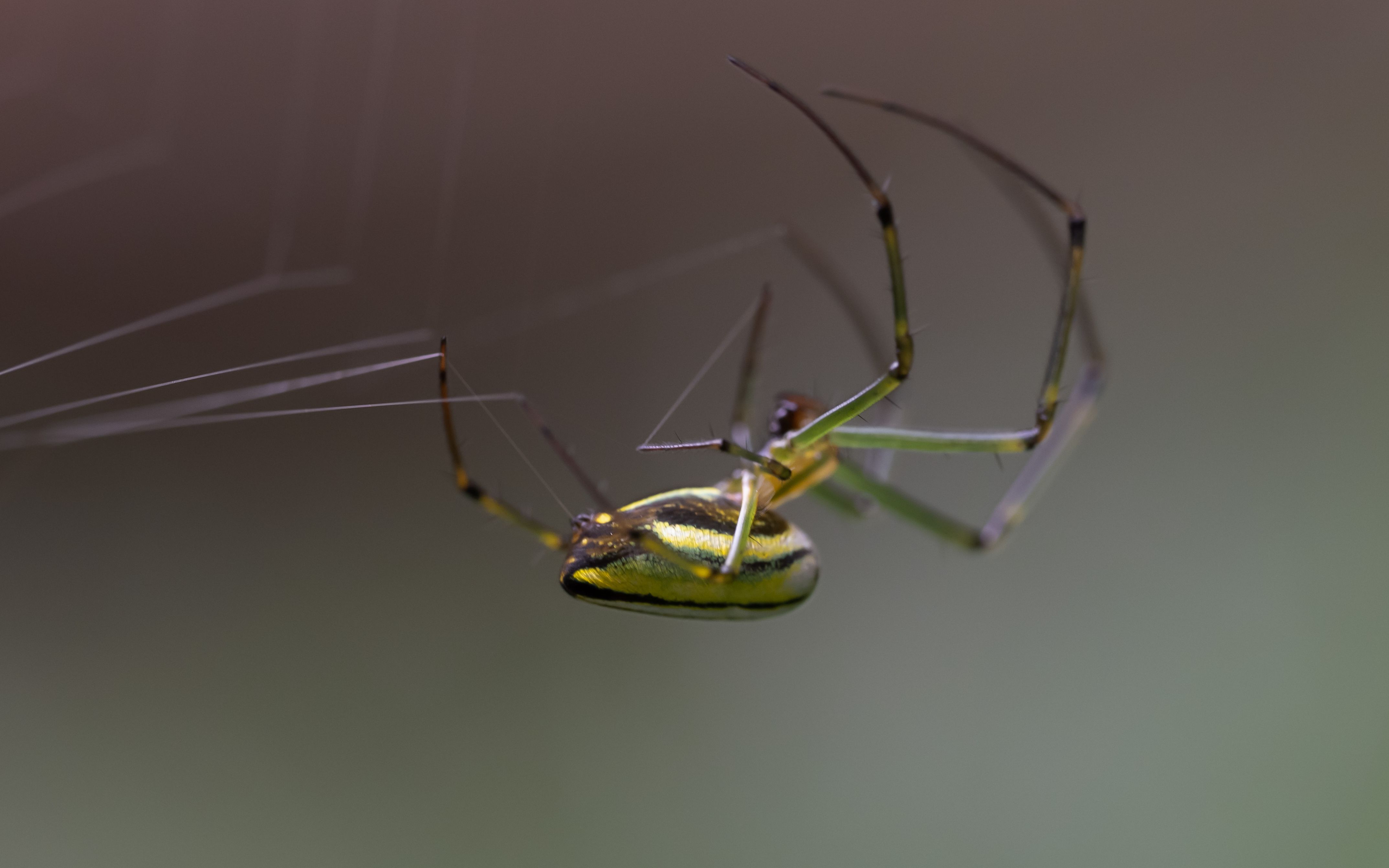 治愈系——西里银鳞蛛