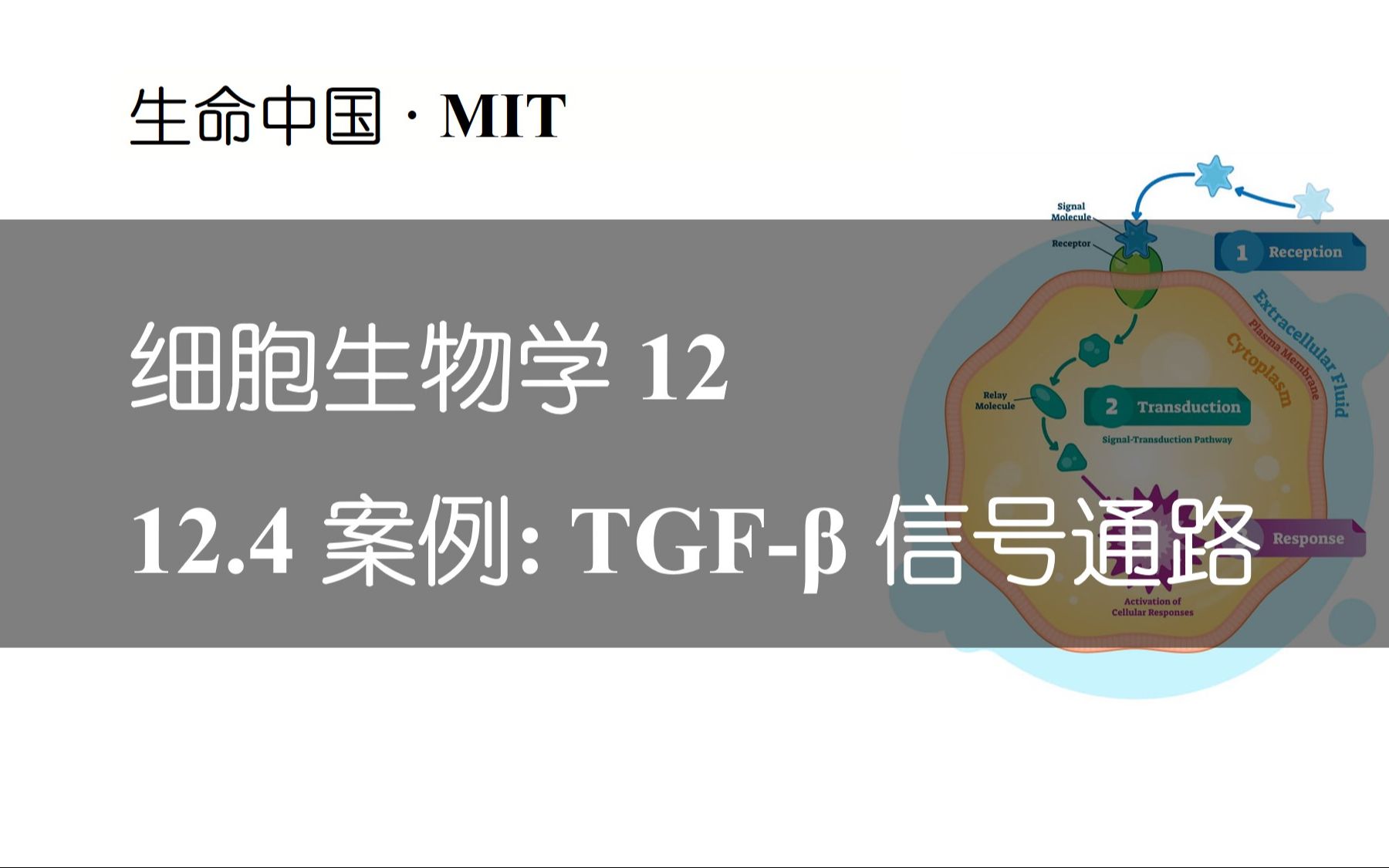 【细胞生物学】12.4 七分钟带你理顺 TGF‹ 信号通路哔哩哔哩bilibili