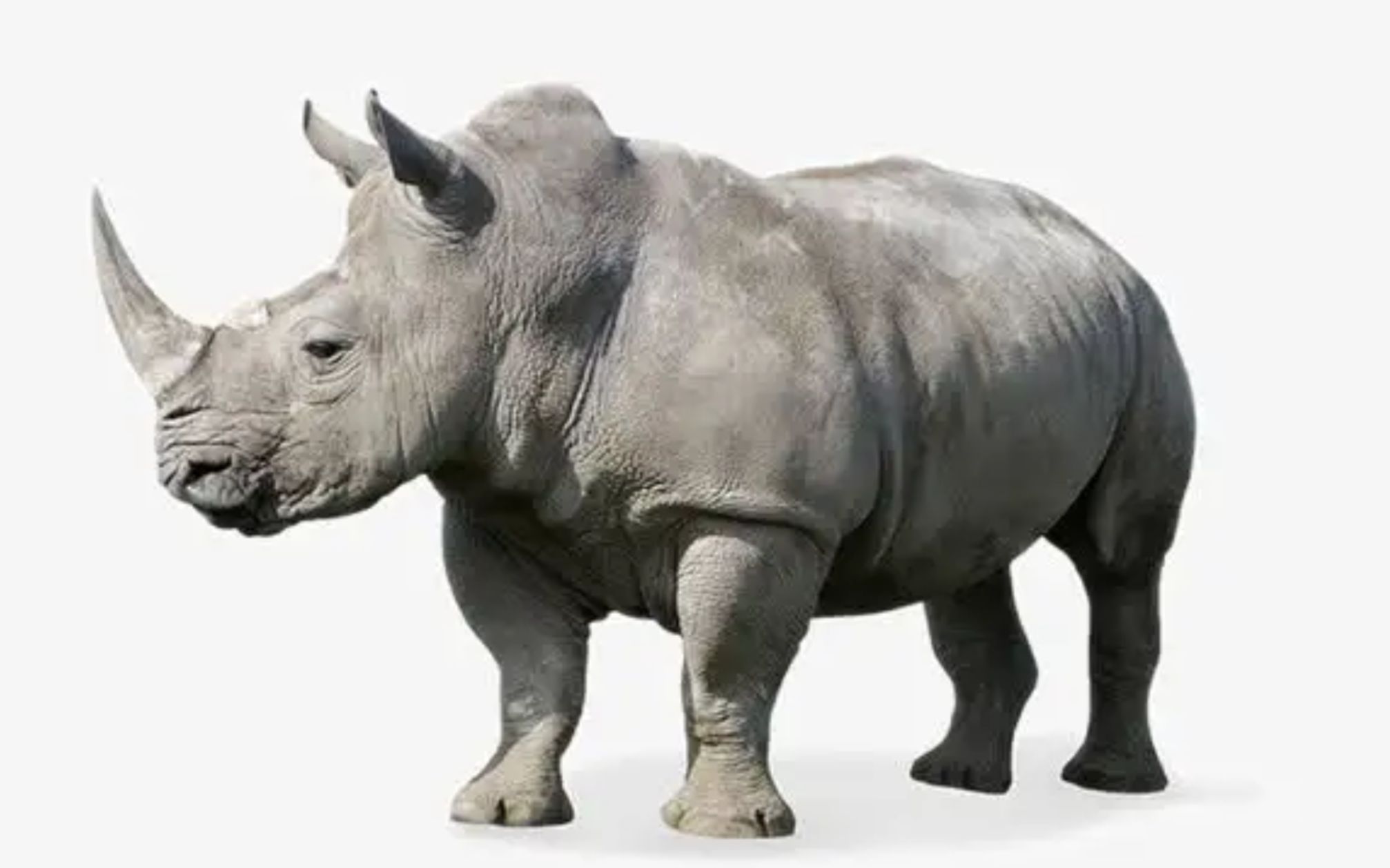 【c4d建模】c4d辅助建模软件—moi3d用戶快速上手rhino犀牛3