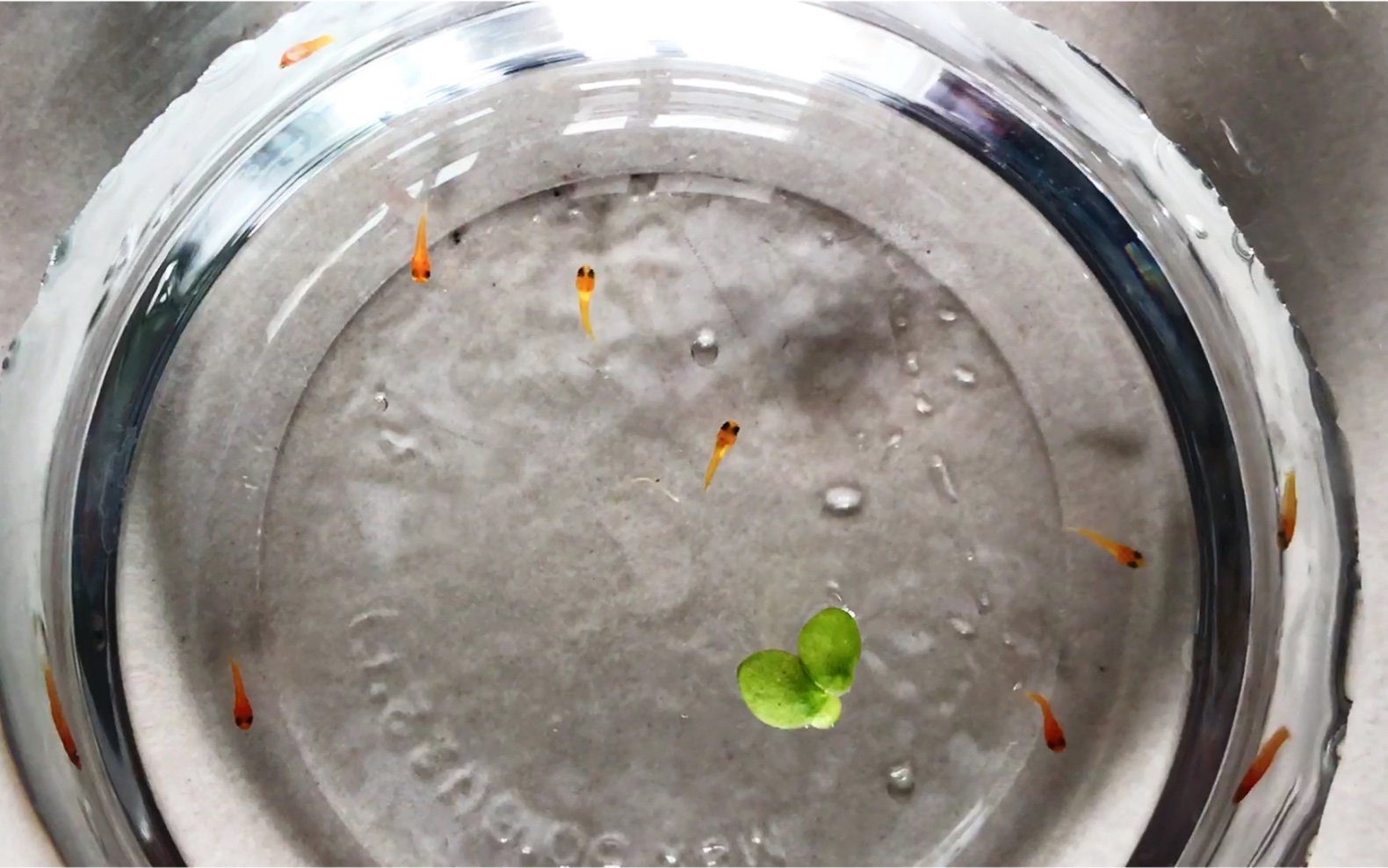 米奇鱼突然生小宝宝了