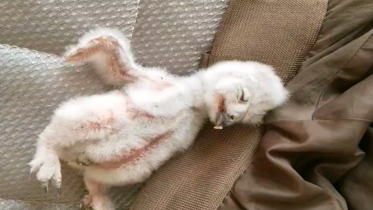 雪鸮宝宝的可爱睡姿