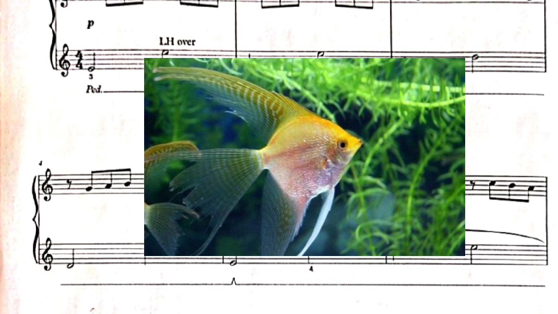 英皇20212022钢琴演奏二级神仙鱼angelfish要点讲解