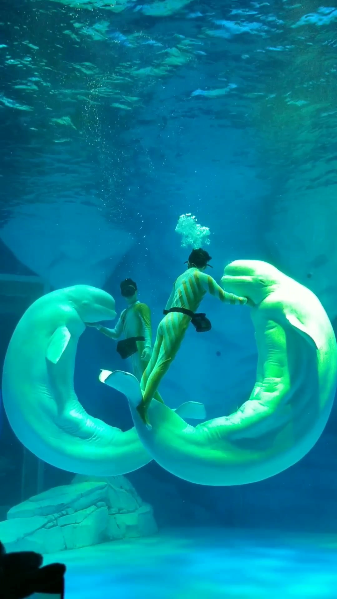 loveinocean一白鲸之恋水母之光