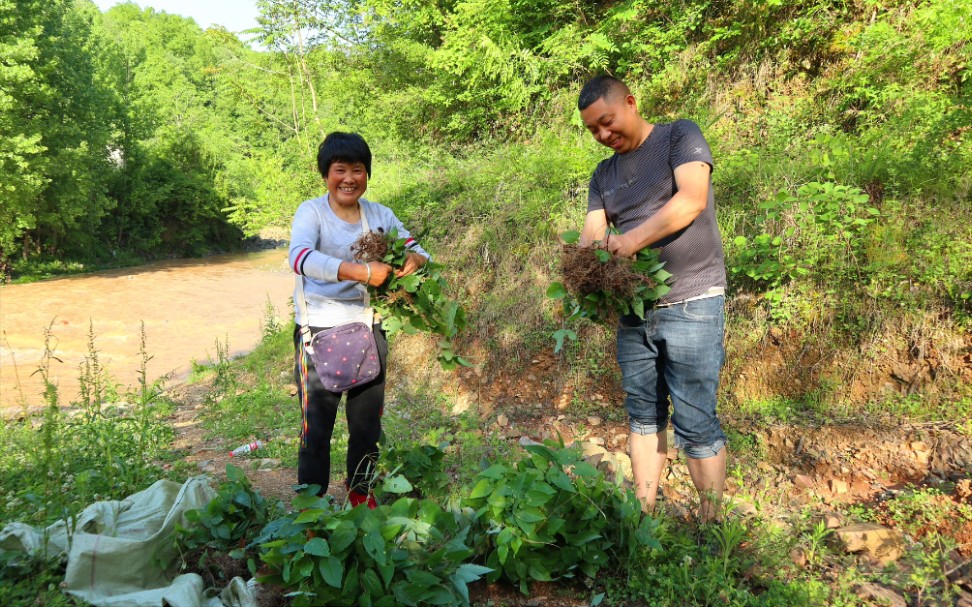 探寻秦岭采药人的一天,野生淫羊藿乐园,轻松月入过万不是梦哔哩哔哩bilibili