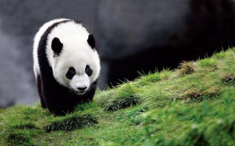 四川闲逛的野生大熊猫