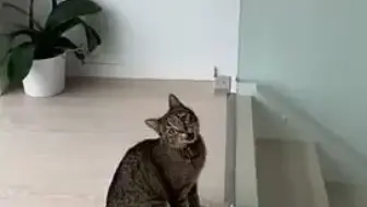 岁月真是一把猫饲料_哔哩哔哩_bilibili