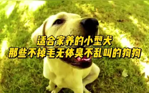 适合家养的小型犬，那些不掉毛无体臭不乱叫的狗狗