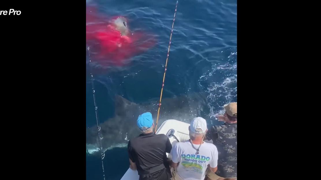 极其粗壮的大白鲨咬死象海豹