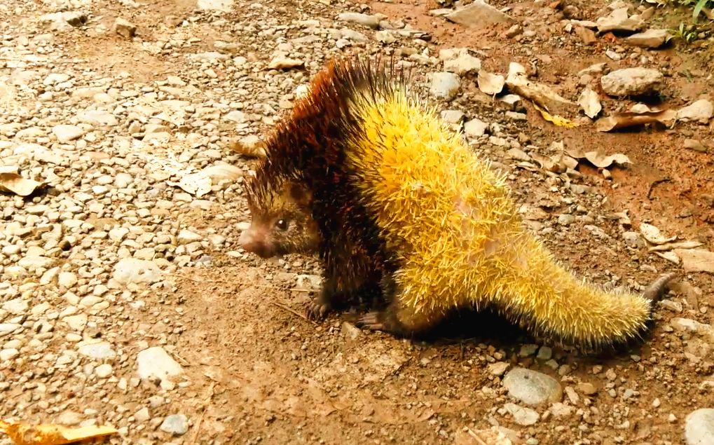 玻利维亚野生动物双脊树豪猪一身装备