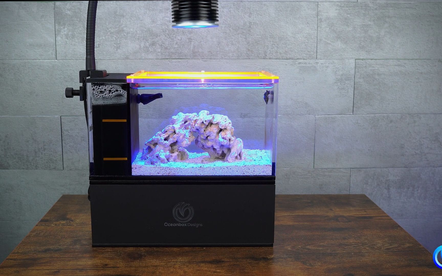 1加仑的超迷你海缸