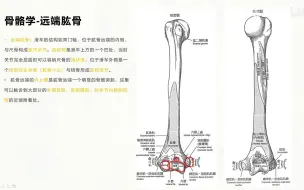 Descargar video: 基础肌动学第5章