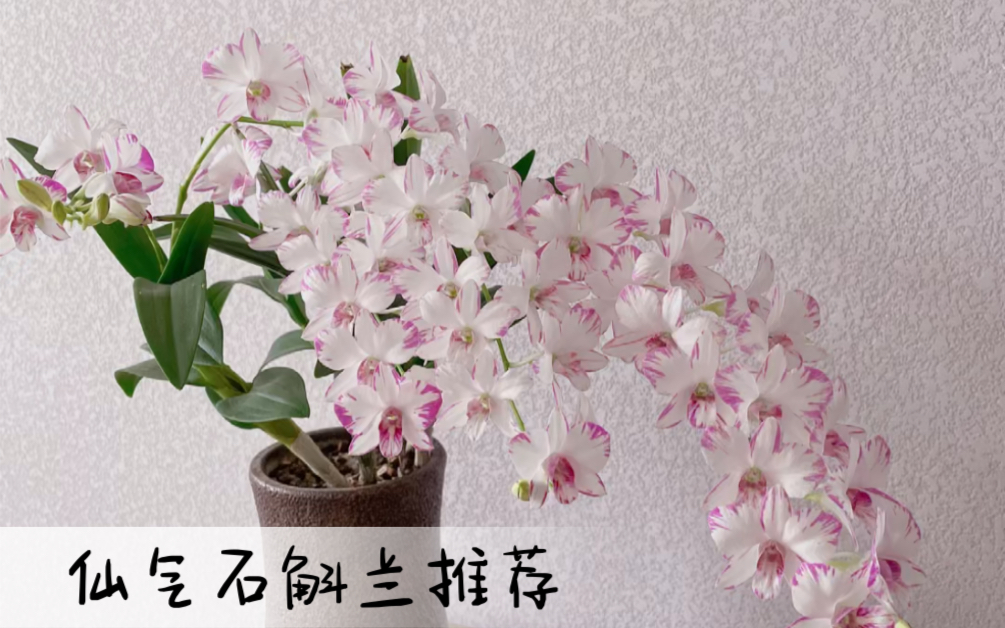 [图]推荐一款开花神器-泼墨石斛兰