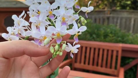 蓝色姬蝴蝶兰phal Equestris V Coerulea 哔哩哔哩 Bilibili