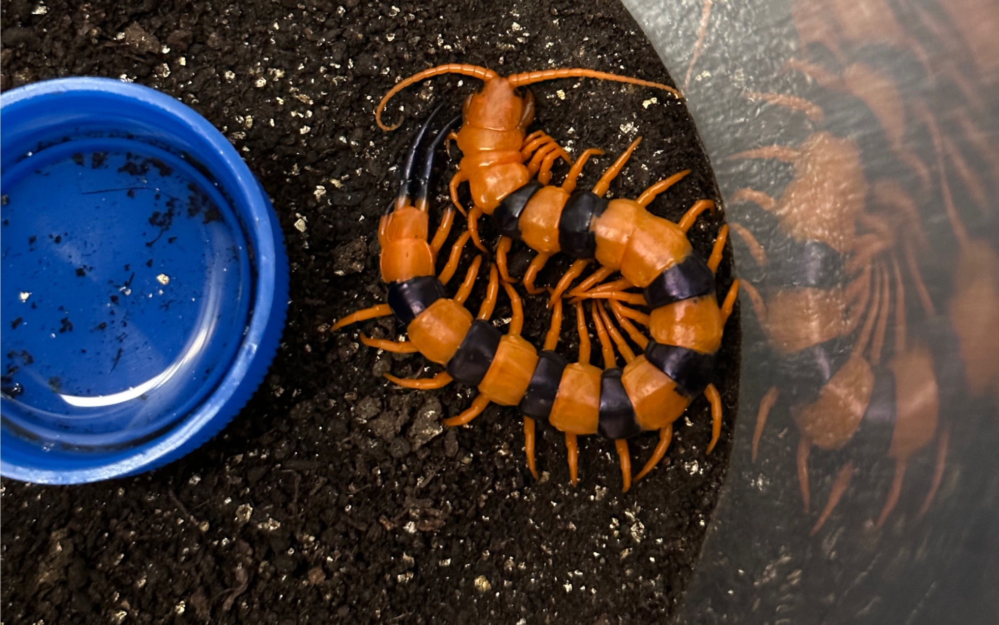 印度瑰宝蜈蚣捕食杜比亚