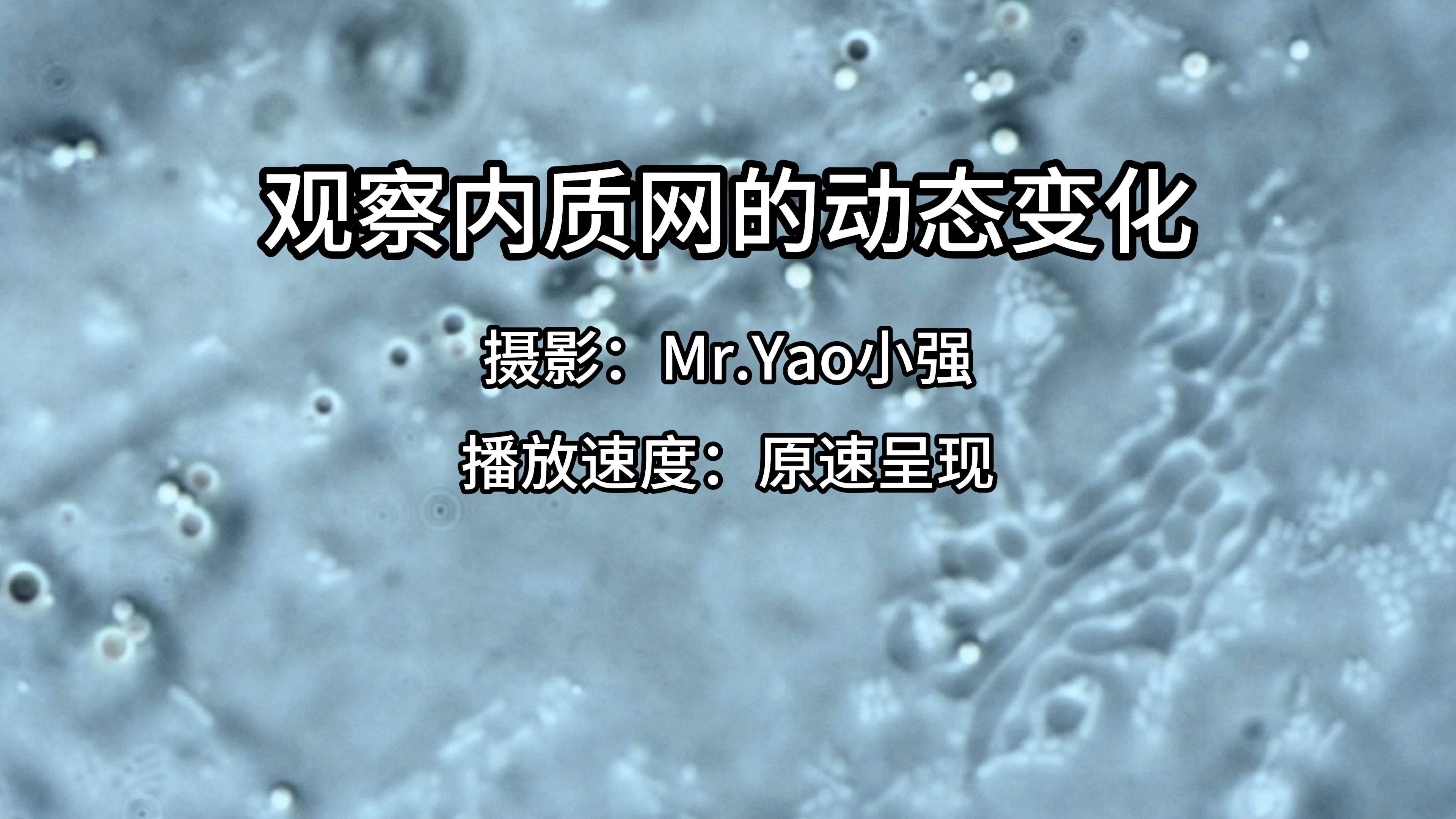 进一步观察内质网的动态变化,疑似光面内质网哔哩哔哩bilibili