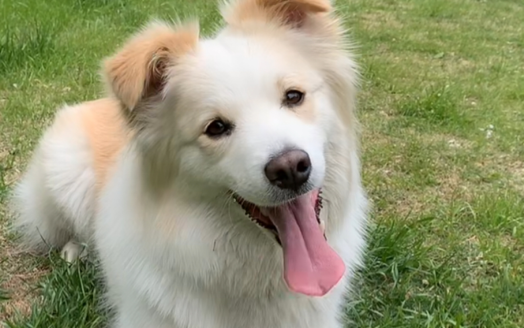 202057边牧贝拉volg在家啃骨头