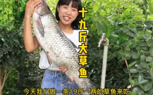 Descargar video: 容么么在王叔叔田里逮了一条19斤草鱼，拿来做烤鱼巴适得很