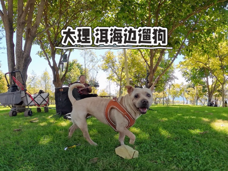 【皮皮加布丁】大理 洱海边 带小狗撒欢大理太适合遛狗了- 洱海边湿地公园#一起去露营 ＃洱海 ＃玉白菜湿地公园 #timemeet #户外十一漫游