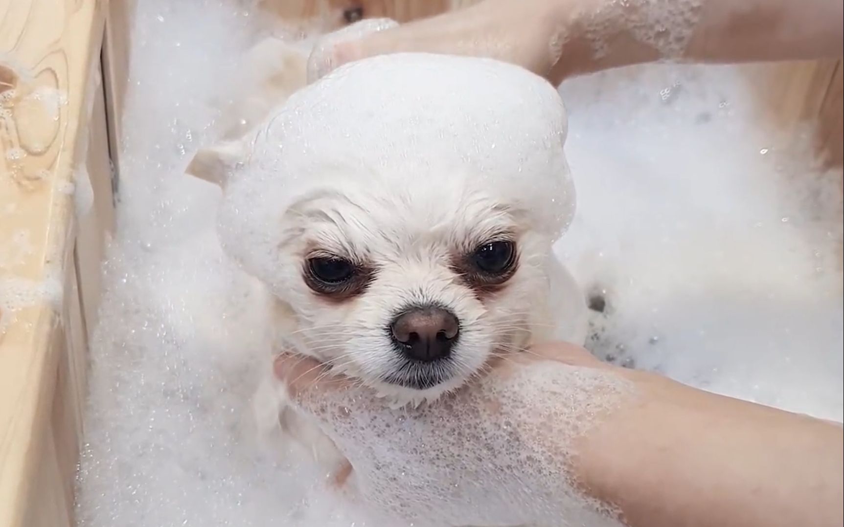 棉花糖小博美的泡泡浴,全程乖巧超享受!