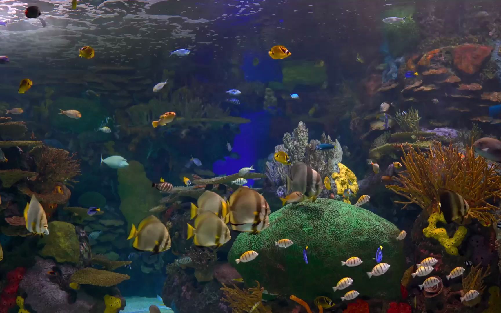 e590 2k超高清画质唯美浪漫海底世界梦幻海洋主题金鱼鱼群游动结婚