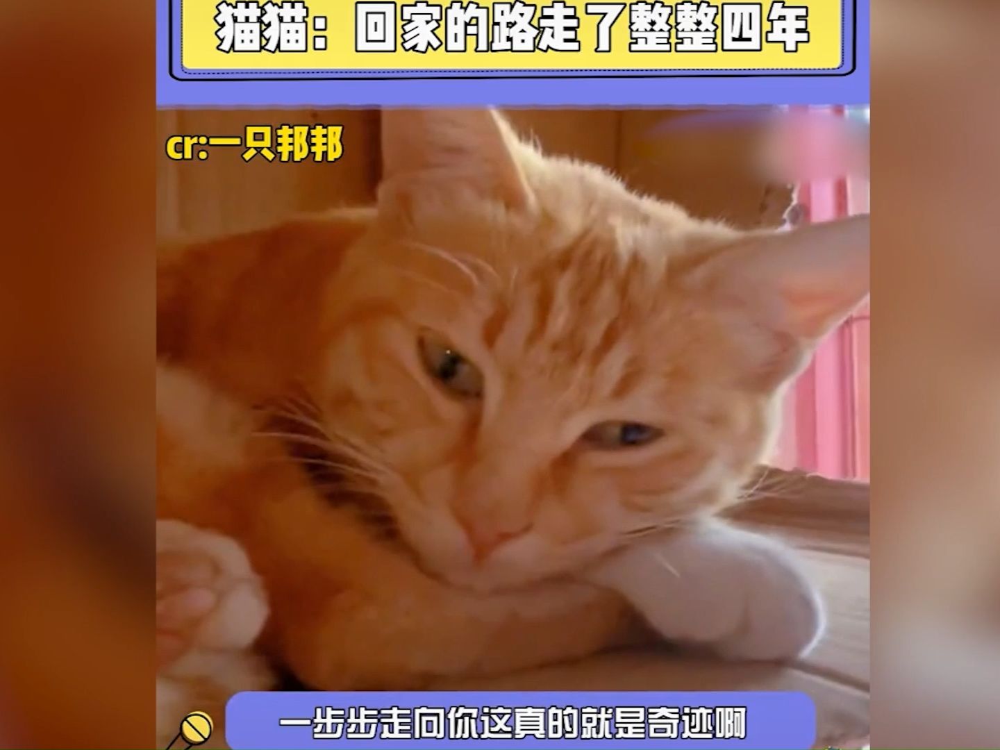 猫猫想你了,即使走丢了,我也要找到你!!#猫咪#感动瞬间哔哩哔哩bilibili