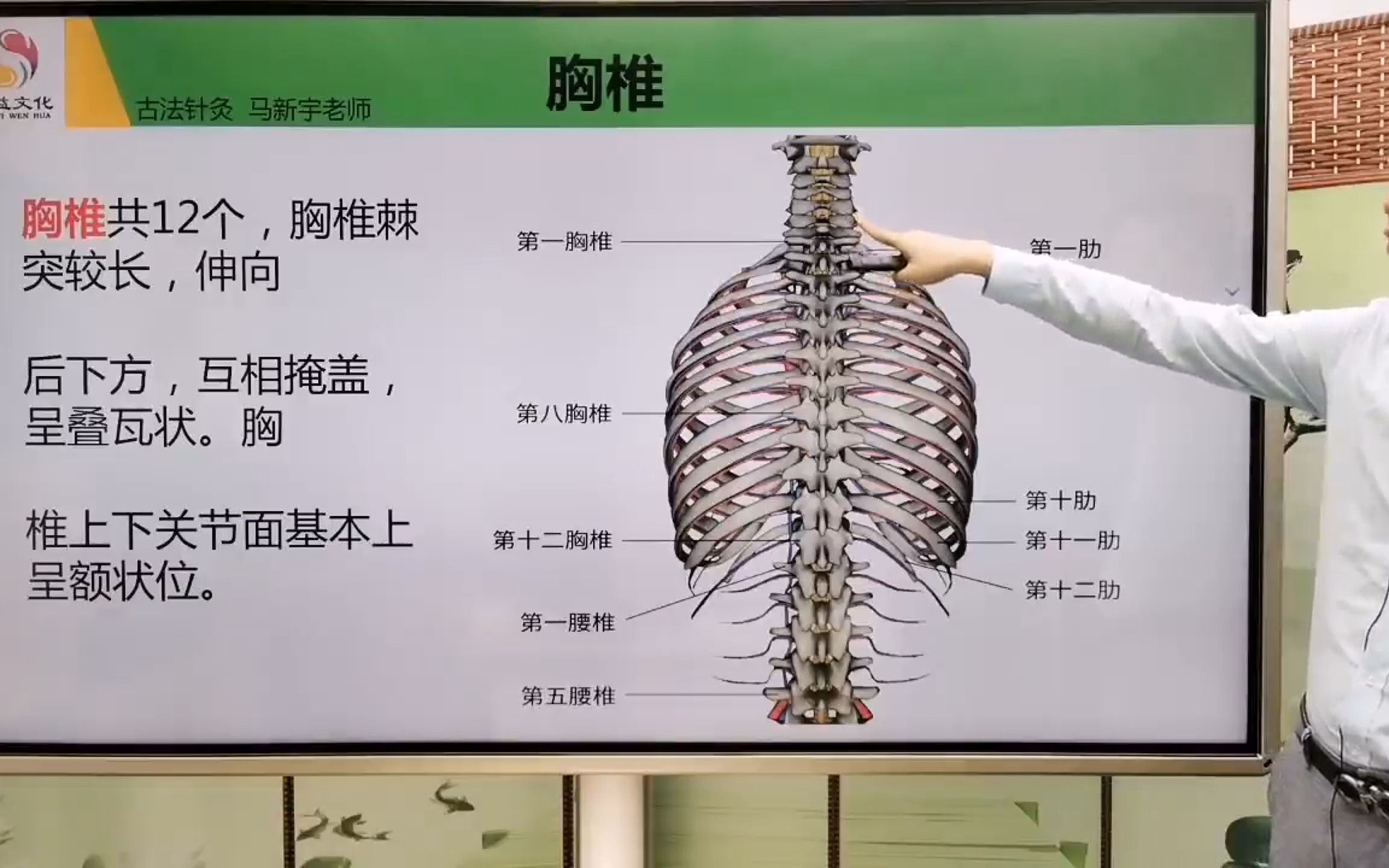 经益古法针灸必备解剖知识:胸椎