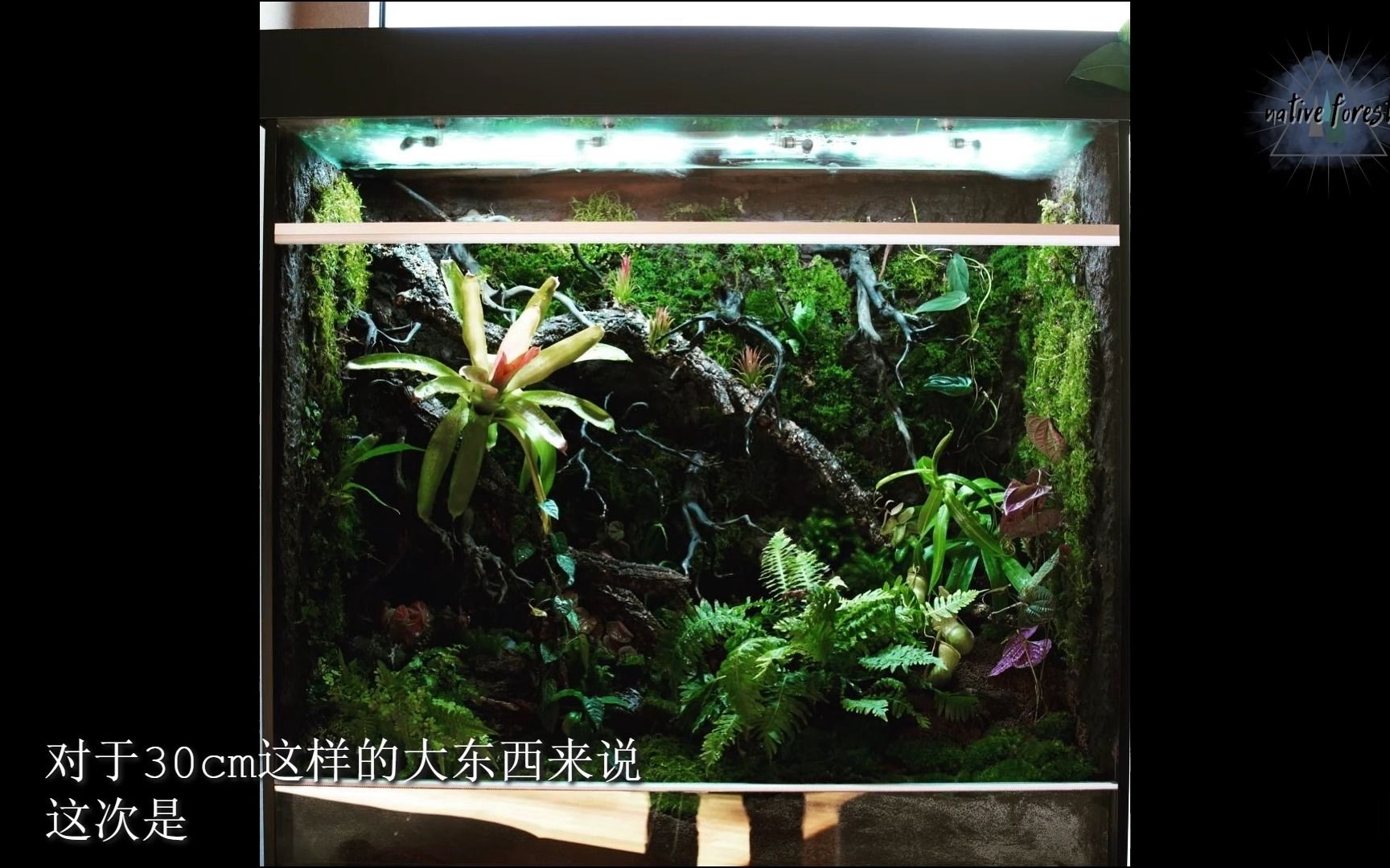 90cm×90cm×45cm的雨林缸开缸过程,缸大就是好搞,十大九不输