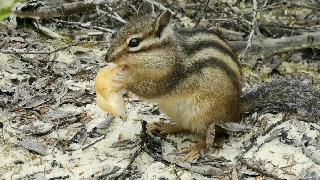 野生花栗鼠吃面包,可爱捏