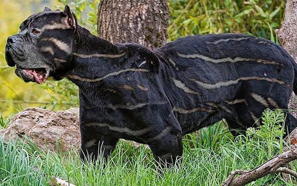 地球上最古老稀有的犬类究竟都长什么样子