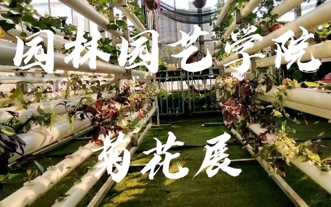 【长江大学】园林园艺学院菊花展哔哩哔哩bilibili