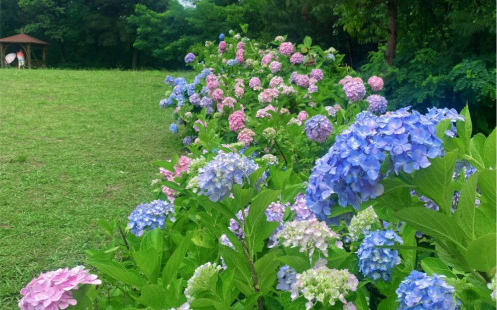贵阳药用植物园绝美绣球花!与大草坪绝配!