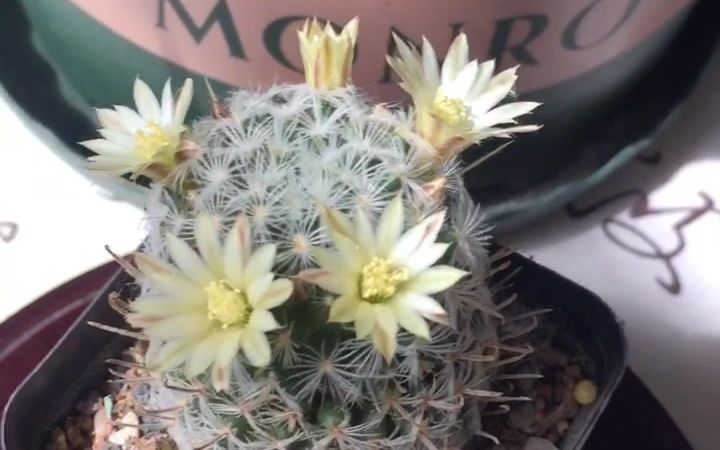 名字很威风开花小清新的仙人球杜威丸开花