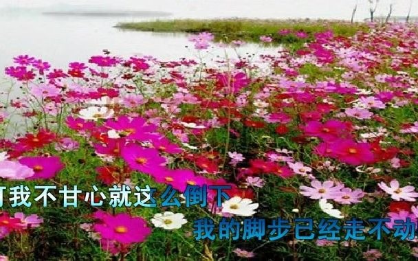 [图]我是你的格桑花 - 王琪，不能陪你去到海角天涯，就让花儿替我陪着你吧