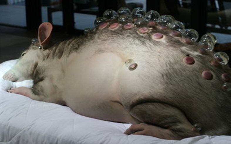 科学家研发"食人老鼠",造成30人死亡,仅有一人逃脱!