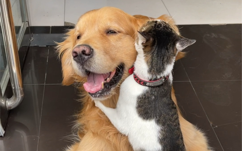 活动  就喜欢亲狗子的猫