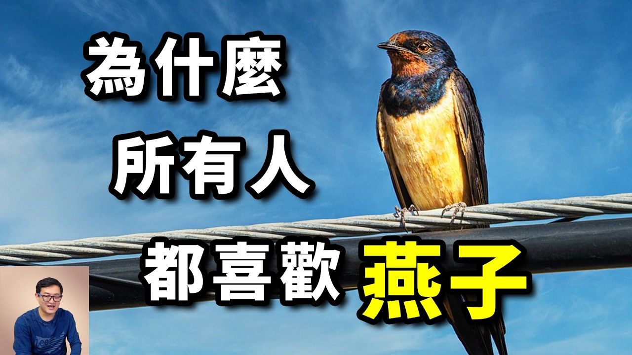 为什么燕子比麻雀更讨喜?泥巢虽然不是「燕窝」,却依然大有来头!燕子的疯狂真相【老肉杂谈】哔哩哔哩bilibili