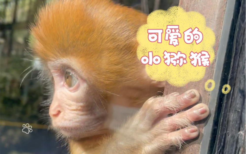 动物园里有什么 可爱的小猕猴