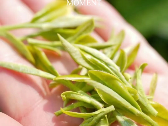 白牡丹最令人倾慕的,是她的香气,开箱时散发的干香毫香,冲泡后茶汤柔滑绵润、干净纯正,口感醇滑、甘甜,伴着淡淡的花香#星溪白茶#华颂庄园哔哩...