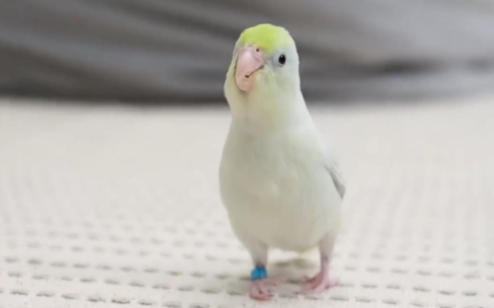 【太平洋鹦鹉】招牌摇头晃脑