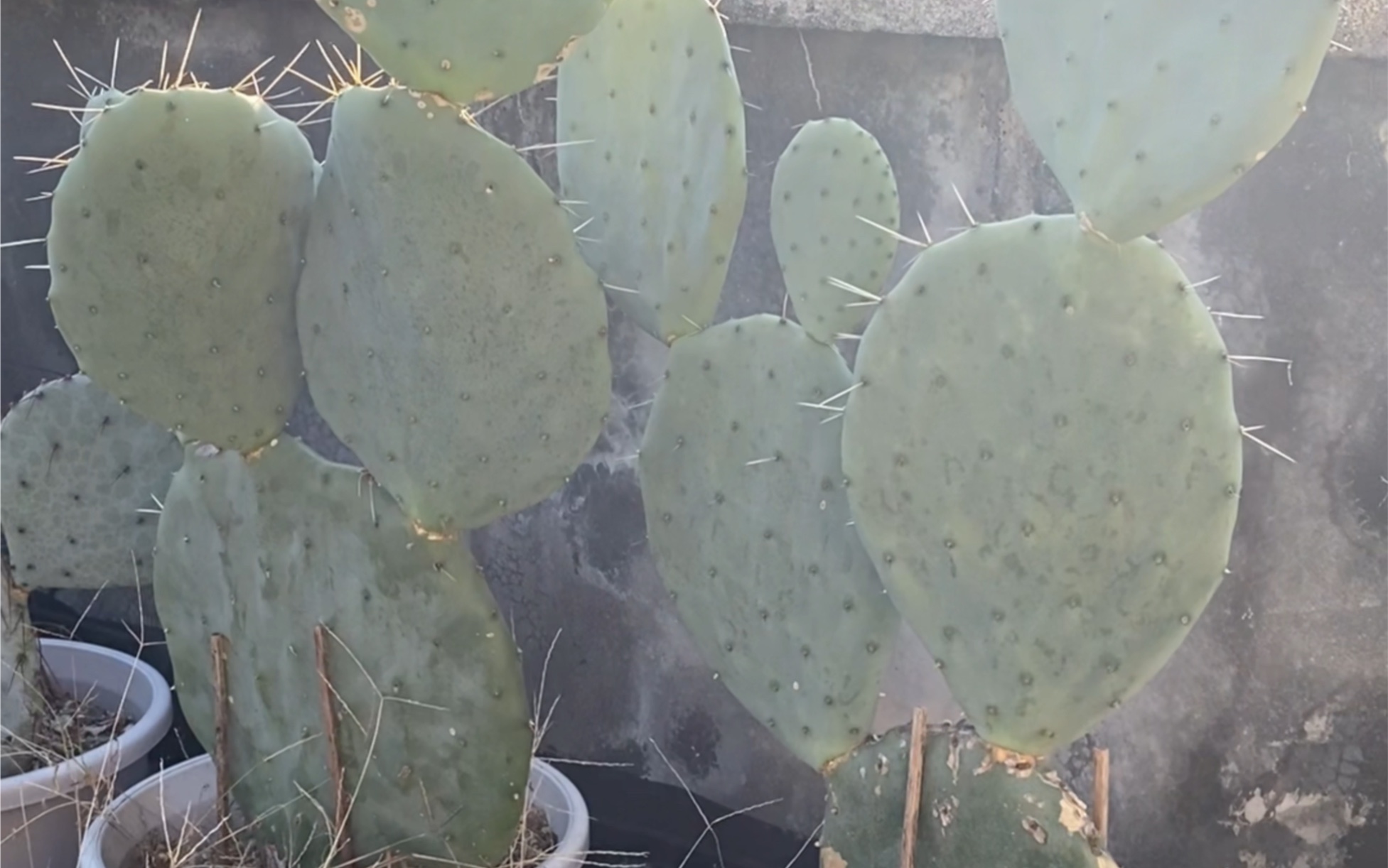 楼顶露台养护的龙,掌和杂七杂八的植物,寒潮过后的表现.