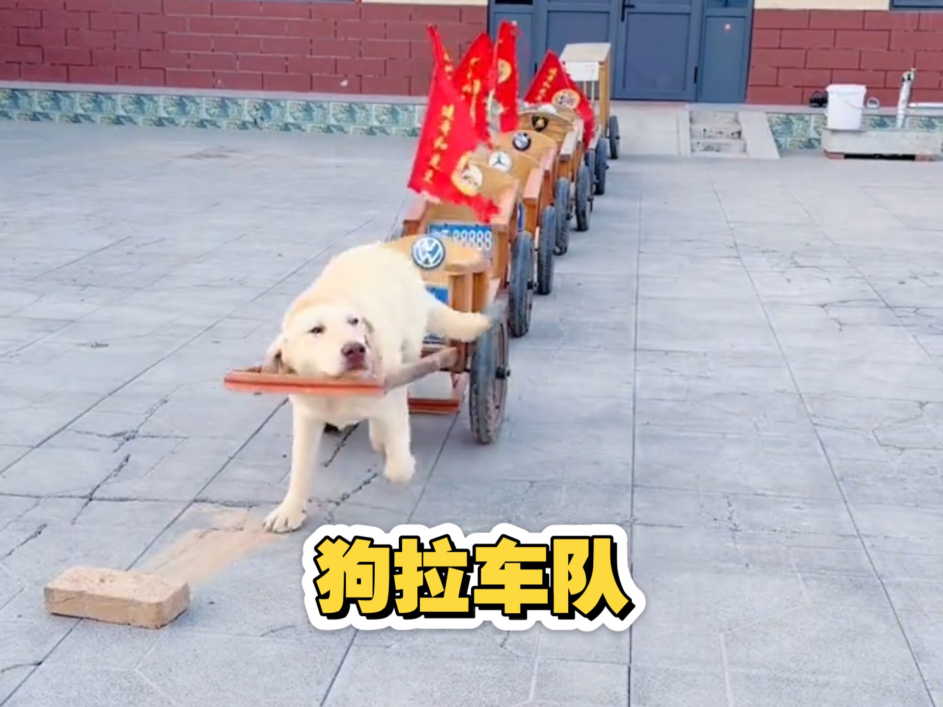 小狗车队,小狗小猪拉车,看着轻松,愉快,解压