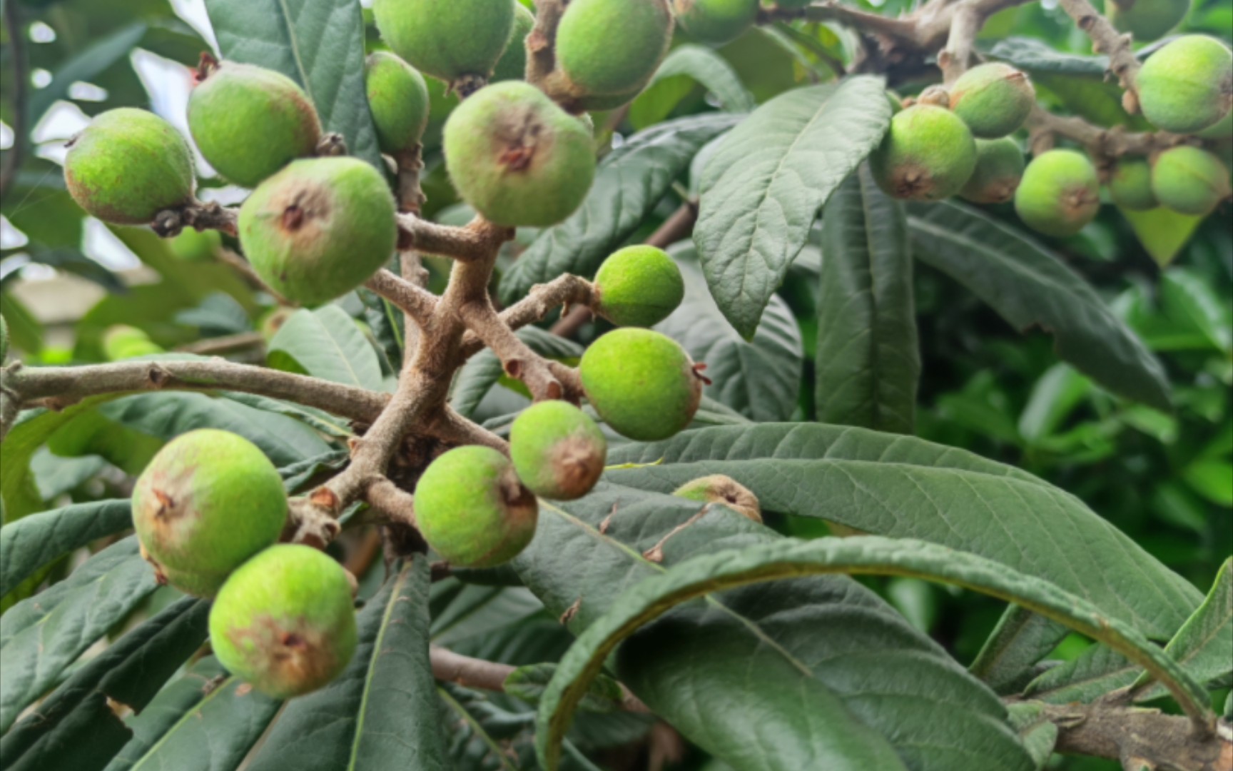 老家的土枇杷还未熟