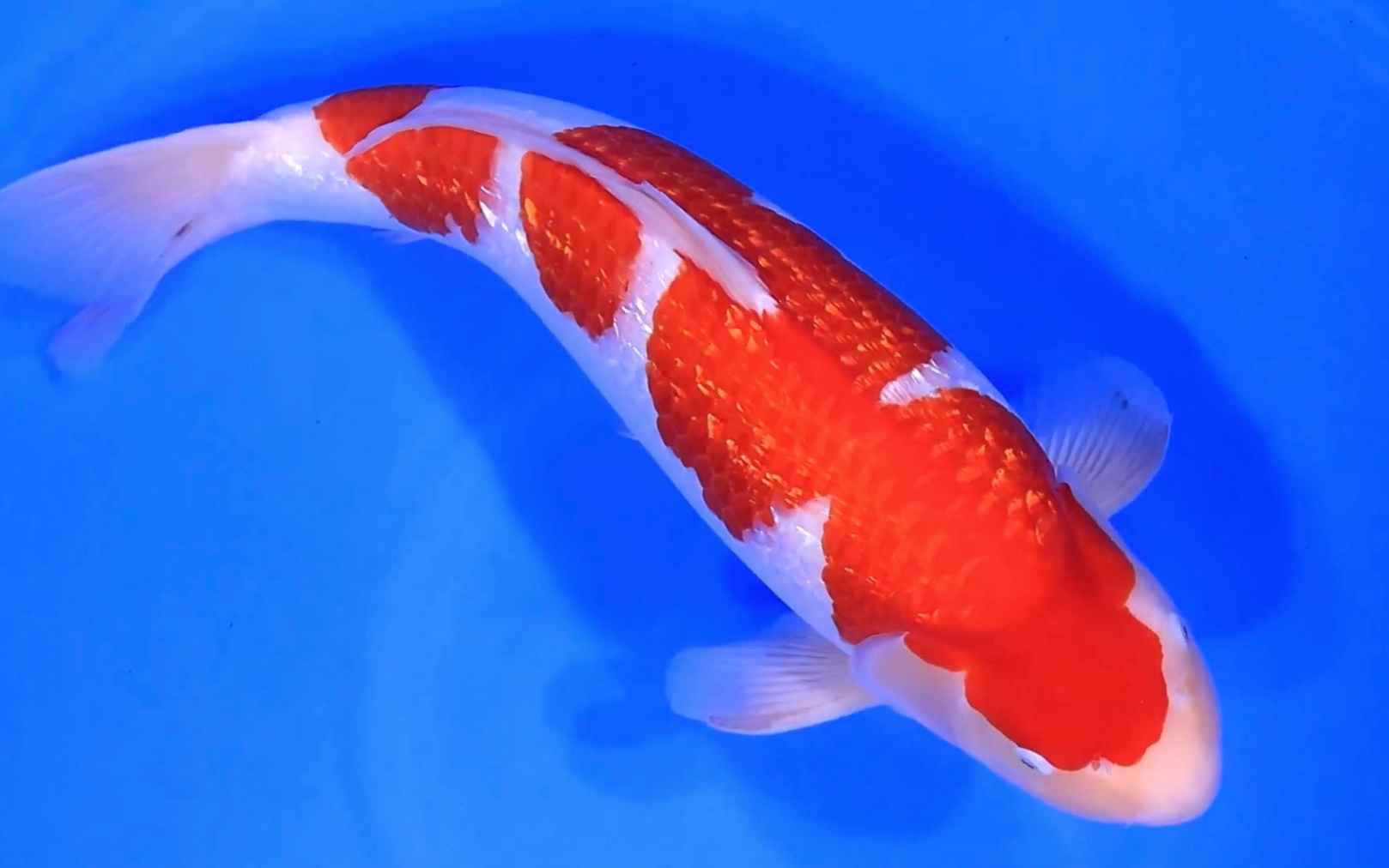 富士红白锦鲤图片