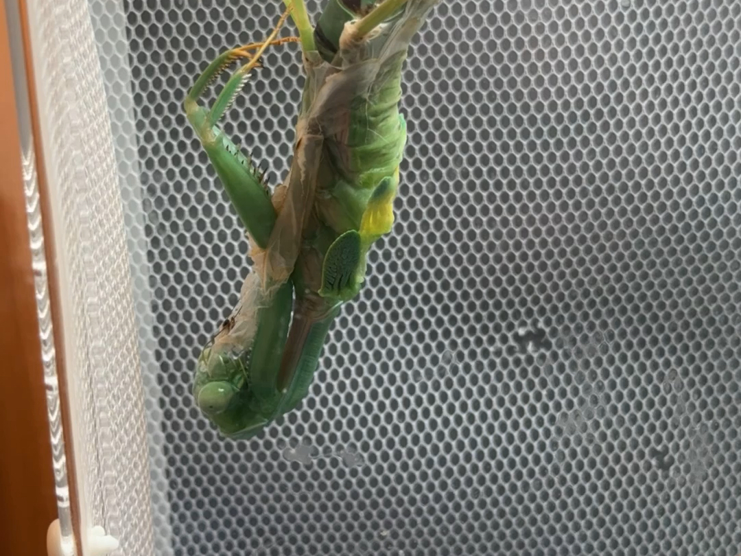 【昆虫记录】宽背斧螳羽化