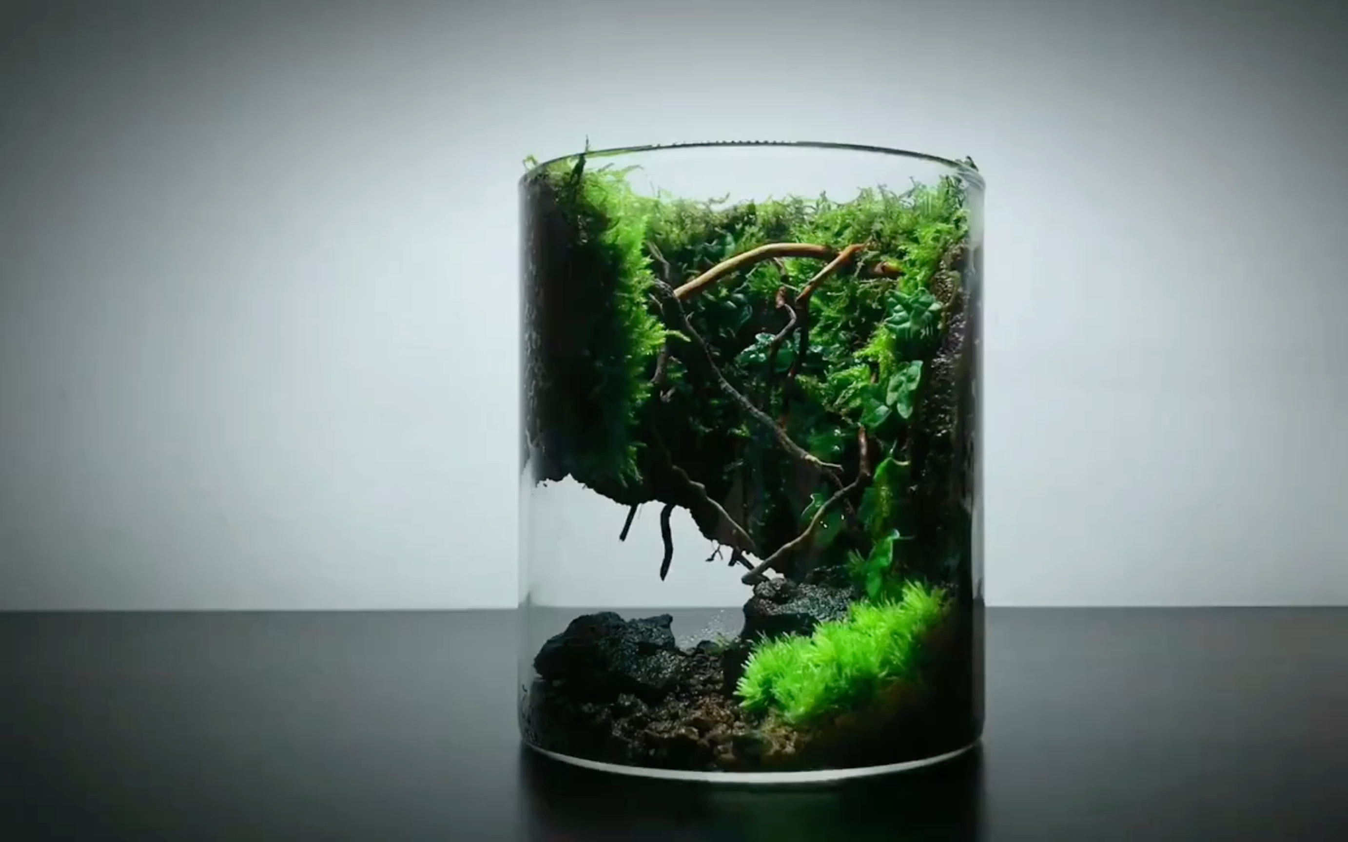 8*10杯子创意苔藓微景观制作教程