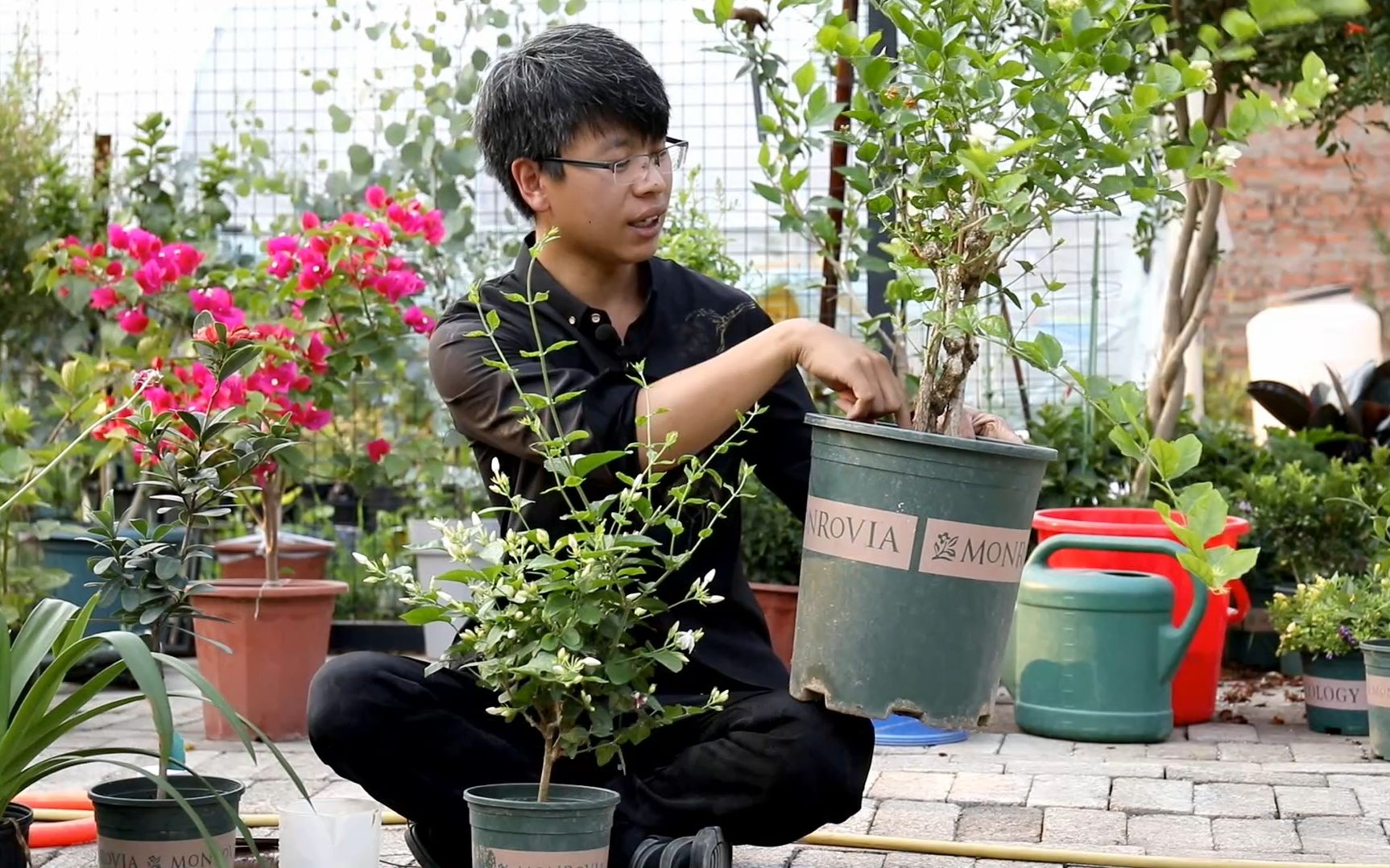 香味最浓郁的茉莉花品种,不仅花量巨大,养护像野蔷薇一样简单哔哩哔哩bilibili