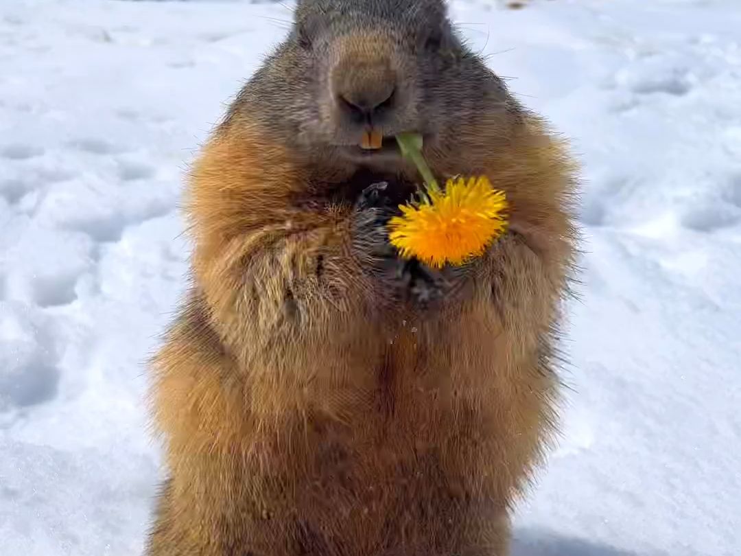土拨鼠吃花